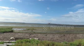Osprey takes eagles driftwood perch