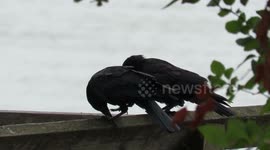 Crows - baby crow still begging for food Sept 7 2018