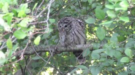 Barred owl with rat catch