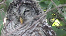 Barred Owl with prey in talons