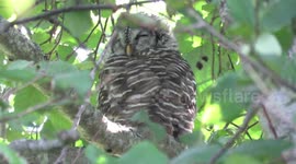Contented barred owl sleeping