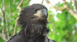 Juvenile bald eagle