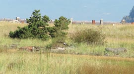 Northern Harrier hunting the grassland marsh at Iona Beach