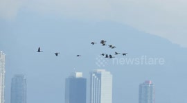 Canada Geese Fly over the City