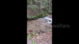 Spawning salmon swim upstream