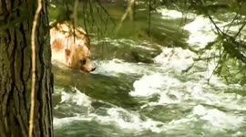 Mother Grizzly & Cub Fish For Salmon at Russian River Alaska
