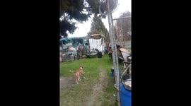Possum dog