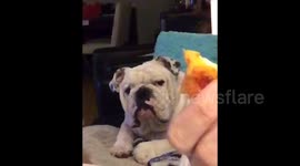 This dog is absolutely heartbroken because his owner won't share his pizza