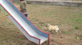 Pug goes down a slide