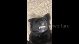 Dog wears look of satisfaction as owner rubs his belly