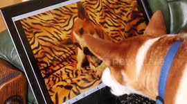 Confused dog battles himself on a laptop screen