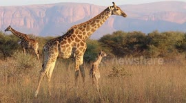 RAW: Baby giraffe take first steps thanks to mum at South African national park