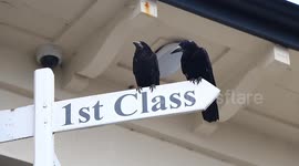 Crows discussing first class travel.