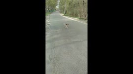 Very cautious dog