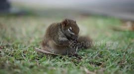 The hungry squirrel.