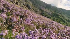 Flower Blossoms Once in Every 12 Year Neela Kurinji