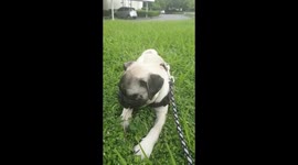 Pug eating a flower