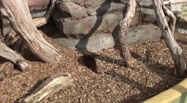 Cute and Playful Otters In A Suspicious Position