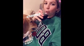 Dog try’s to steal wine!