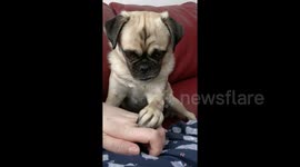 Persistent dog demands scratches from owner