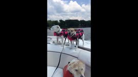 3 Jack Russell Terriers enjoying a ride on the boat