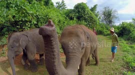 Baby Elephants interacting with people