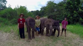 Young elephants learn to bow at rescue farm in Thailand