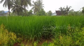 Monsoon rain and tropical background.