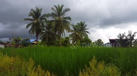 Tropical scene, rice field and coconut trees.
