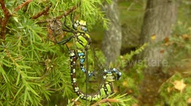 Dragonflies Mating closeup