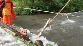 Adorable moment dog joins monks crossing river