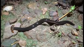 Rare 'hammerhead worm' spotted in India