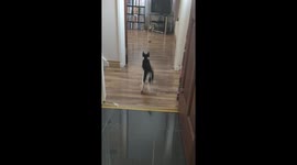 Kitten plays fetch