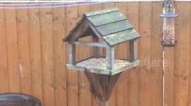 Rat collects chips from bird table