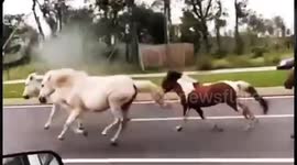 Runaway horses gallop along busy road in China