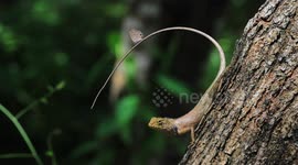 Lizard dilema, his meal is waiting on his tail, but if he moves it will be gone!