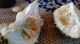 tourist eat durian for first time