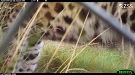 Two rare Amur leopards born in Scotland's Highland Wildlife Park