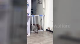 Cat squeezes into dog’s cage through narrow gap