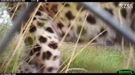 Two rare Amur leopards born in Scotland's Highland Wildlife Park