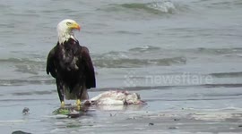 Bald eagle with heron flies off to fetch mate