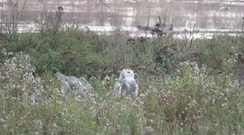 Young female snowy owl