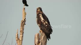 Crow and eagle greet the dawn