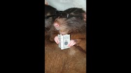Rats reading 'Lord of the Rings' books