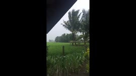 Super typhoon Ompong blowing palm trees in the Philippines