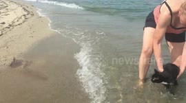 Salem the Cat Swims in the Caribbean...sort of