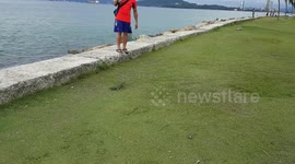 Crazy lizards eat fishing bait