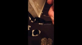 Cats play with laser