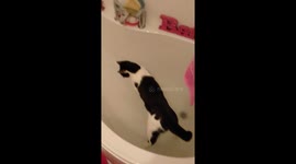 Cat in Bath with rubber duck