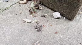 Leaf Cutting Ants in a Devon carpark
